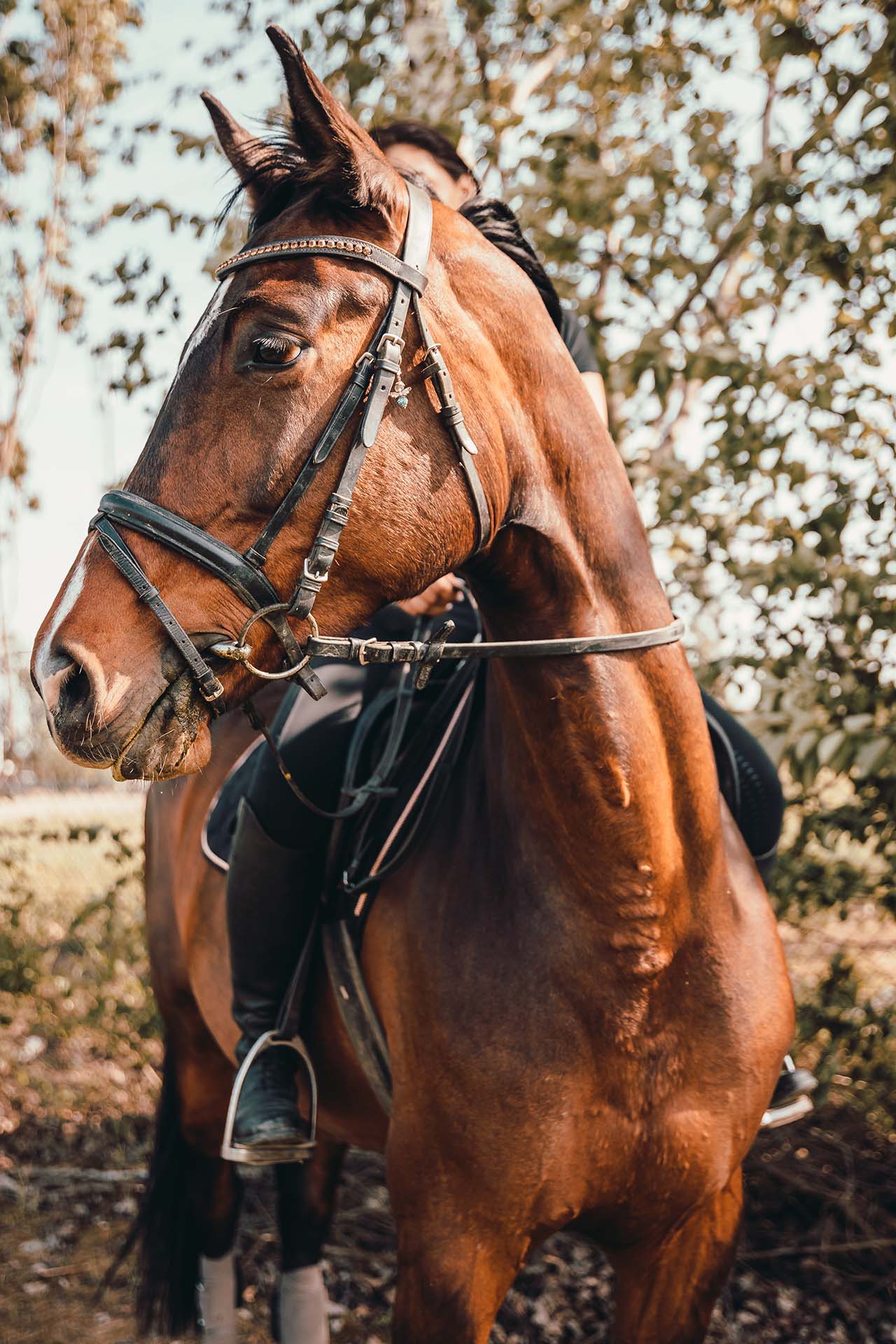 Tierfotografie Pferdeshooting Reiterin