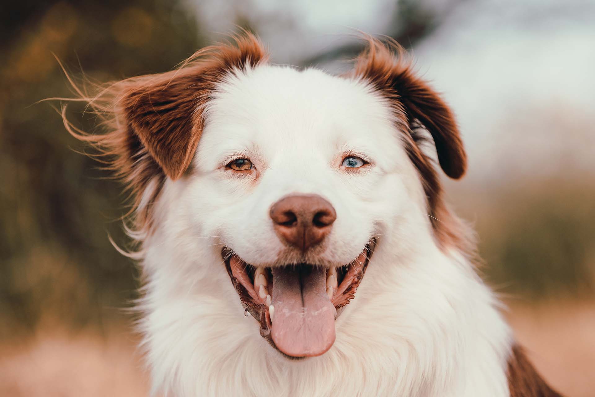 Hundefotografie, Australian Shepherd