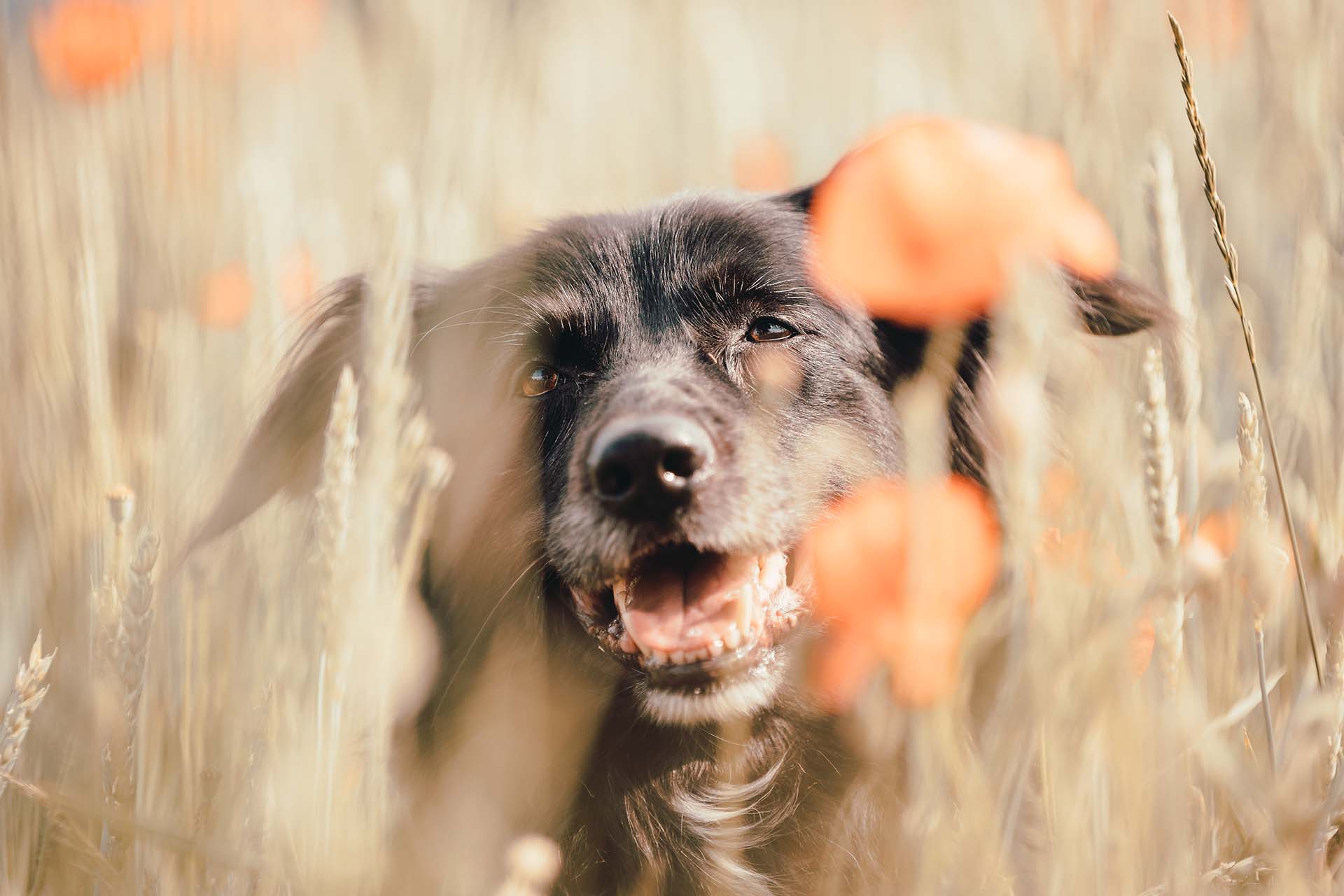 Hundefotografie, Border Collie
